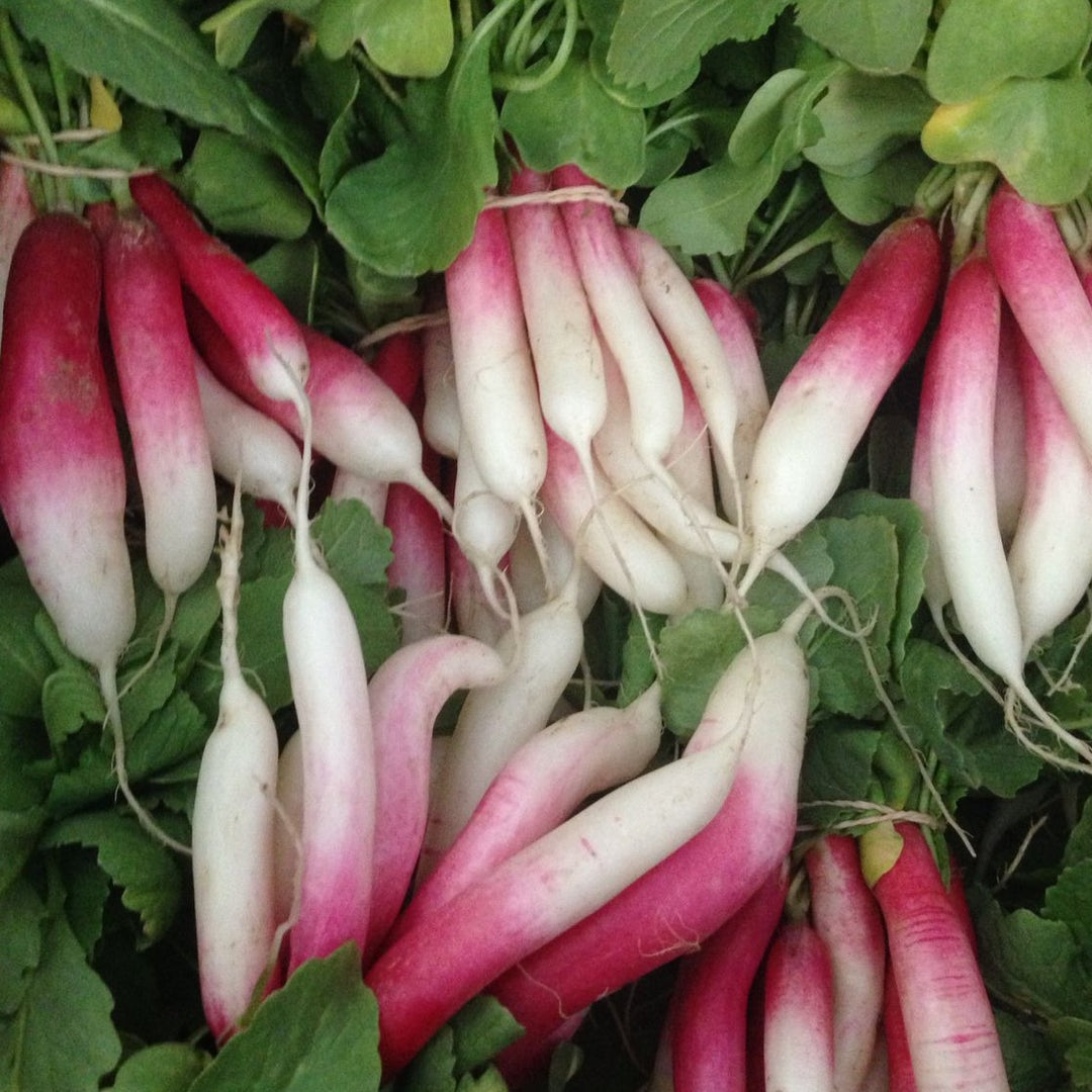 Radish French Breakfast Vegetable | X 80 Seeds
