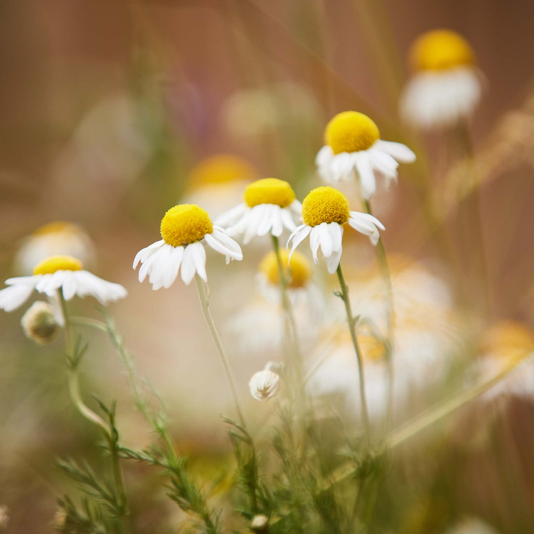 Chamomile German Flower | X 300 Seeds