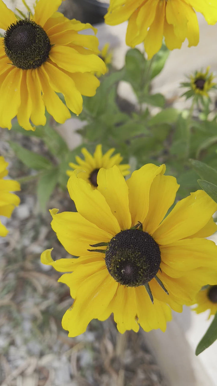 Rudbeckia Hirta Marmalade Flower