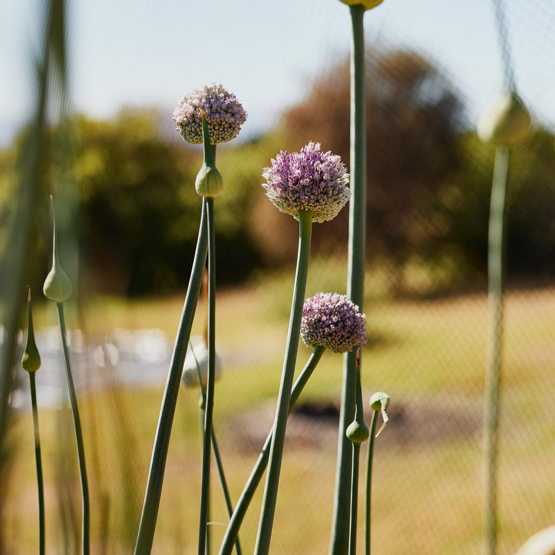 Leek Elephant |