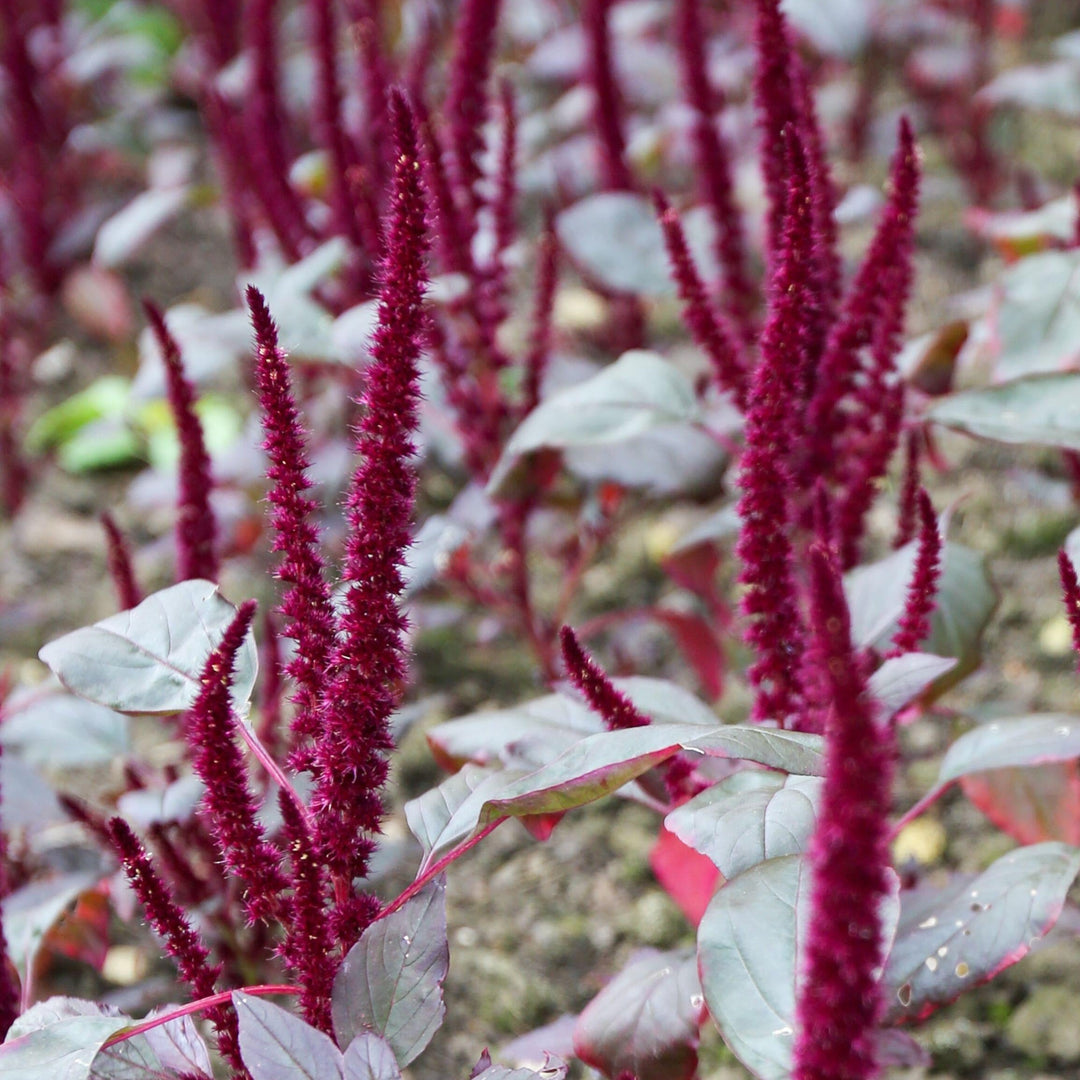 Amaranthus Pygmy Torch Flower Seeds