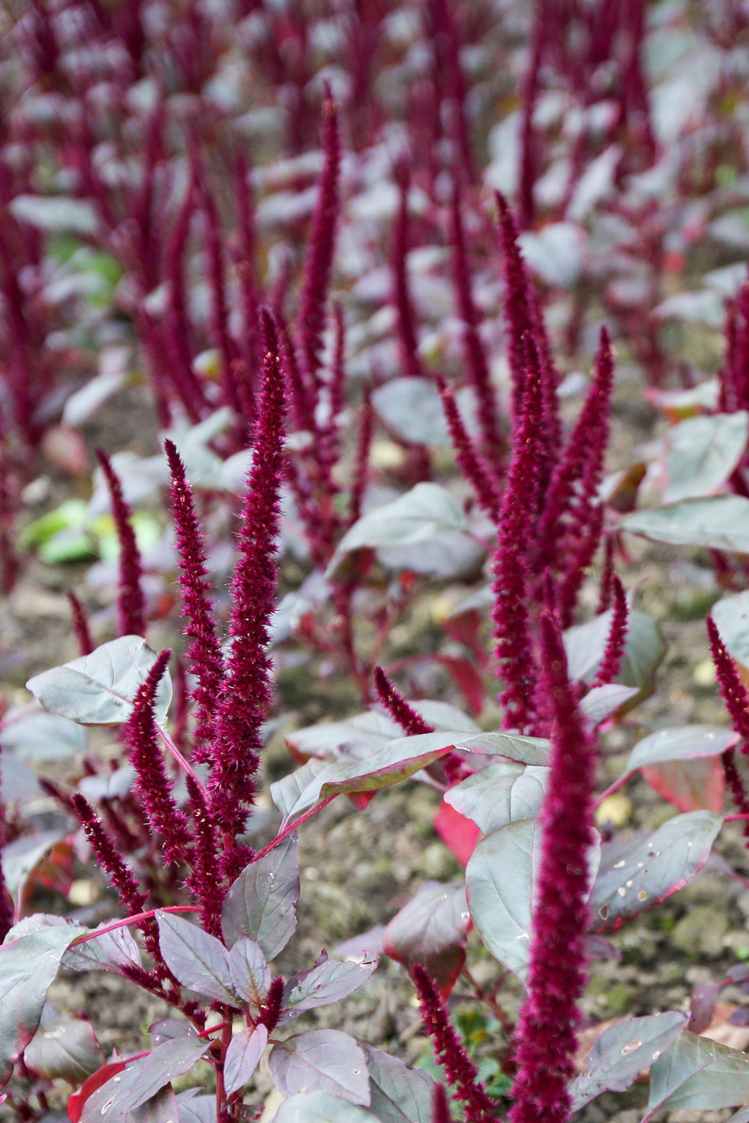 Amaranthus Pygmy Torch Flower
