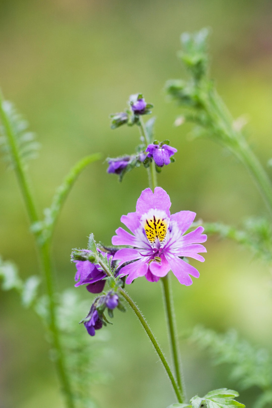 Schizanthus Angel Wings Mix Flower | X 300 Seeds
