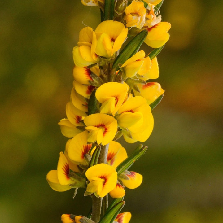 Aotus Ericoides Golden Pea Australian Native