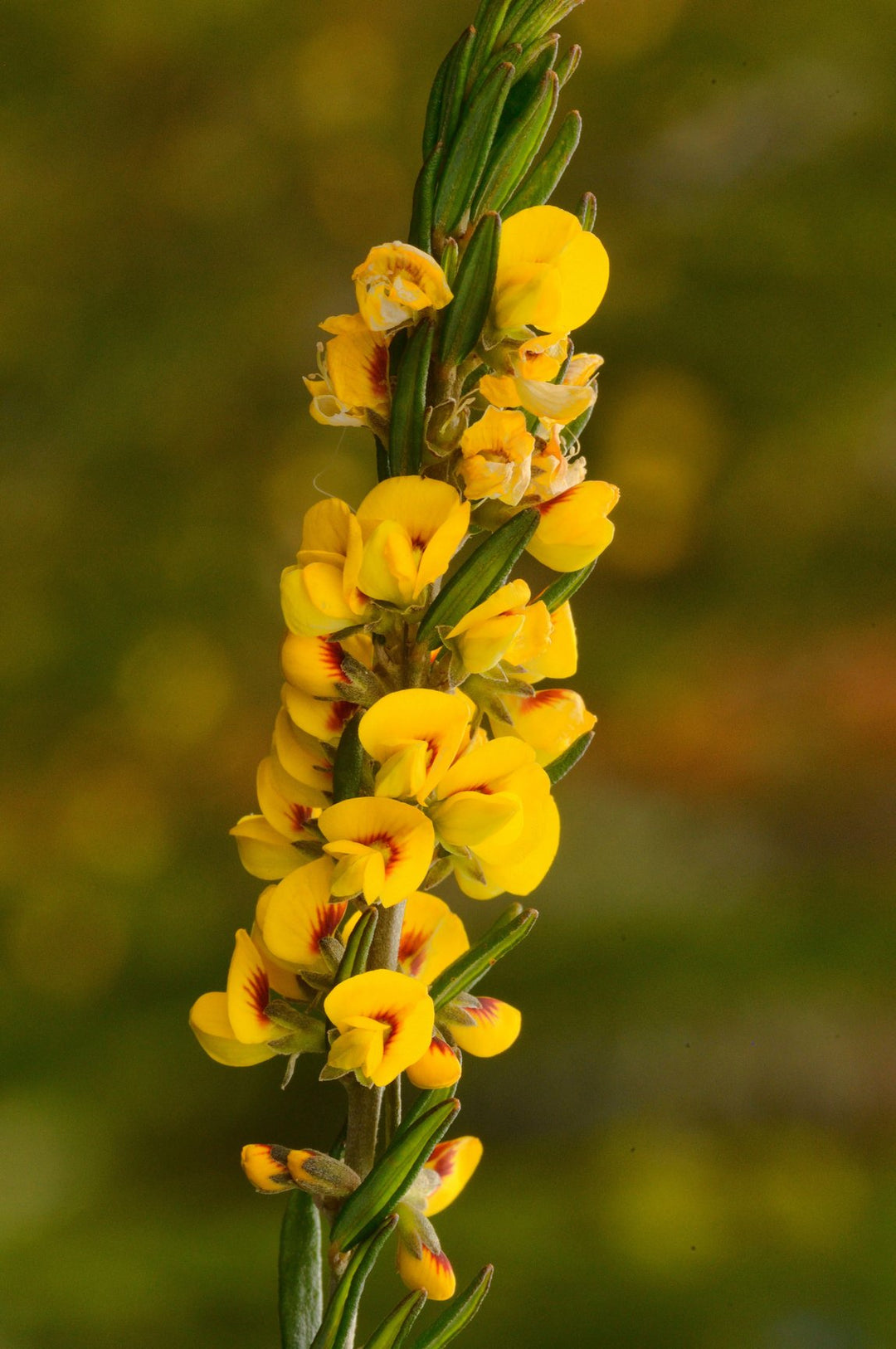 Aotus Ericoides Golden Pea Australian Native