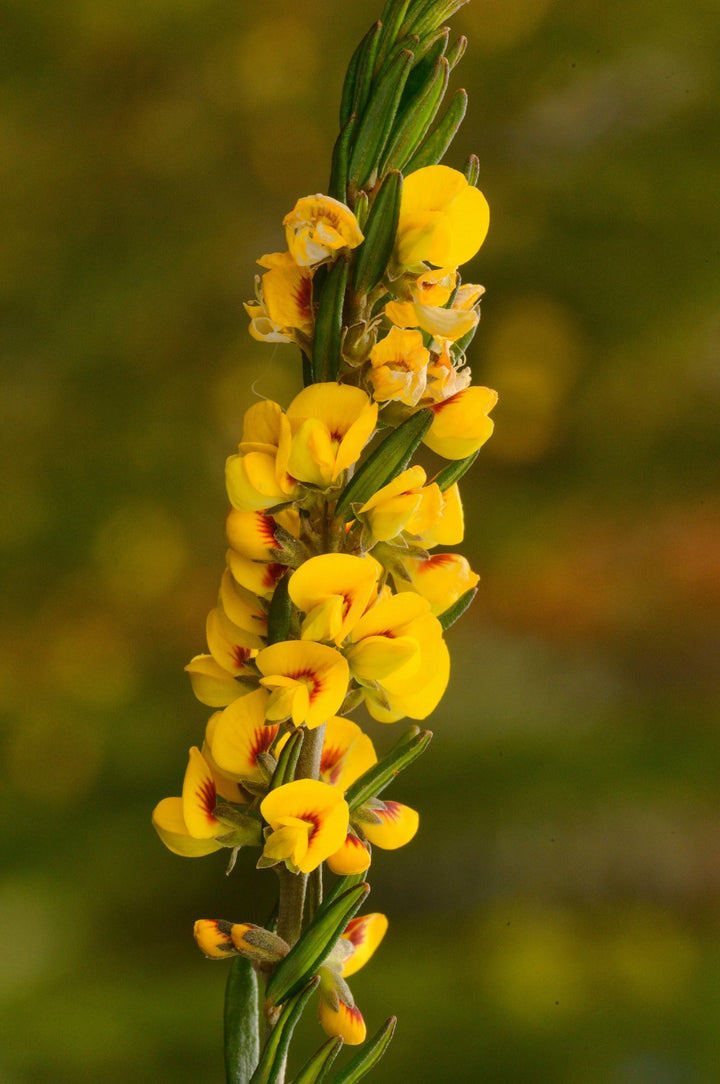 Aotus Ericoides Golden Pea Australian Native