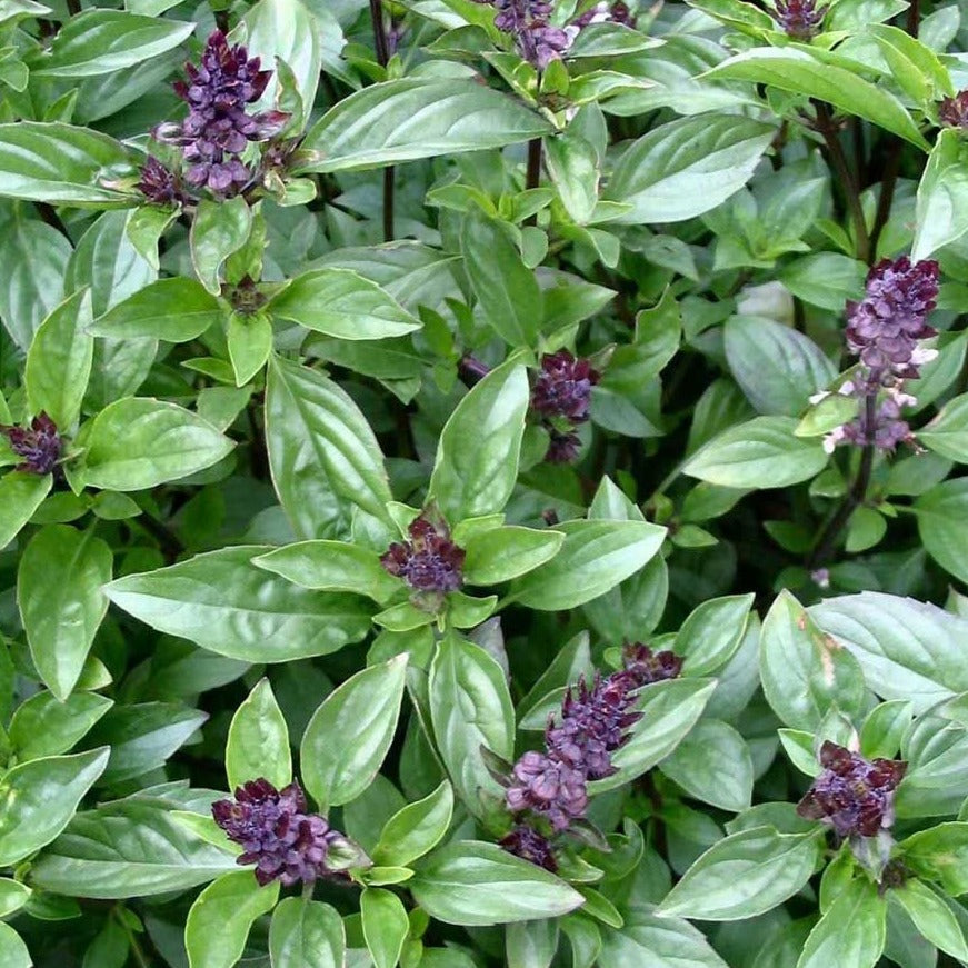 Basil Blue Spice Herb Seeds