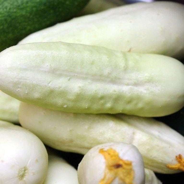 Cucumber Redlands Long White Vegetable | X 20 seeds