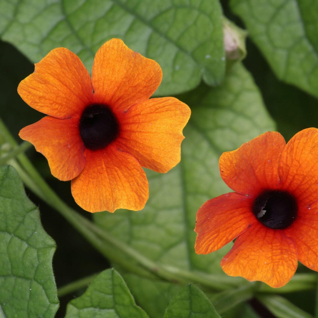 Thunbergia Black-eyed Susan Sunrise Mix Flower Seeds