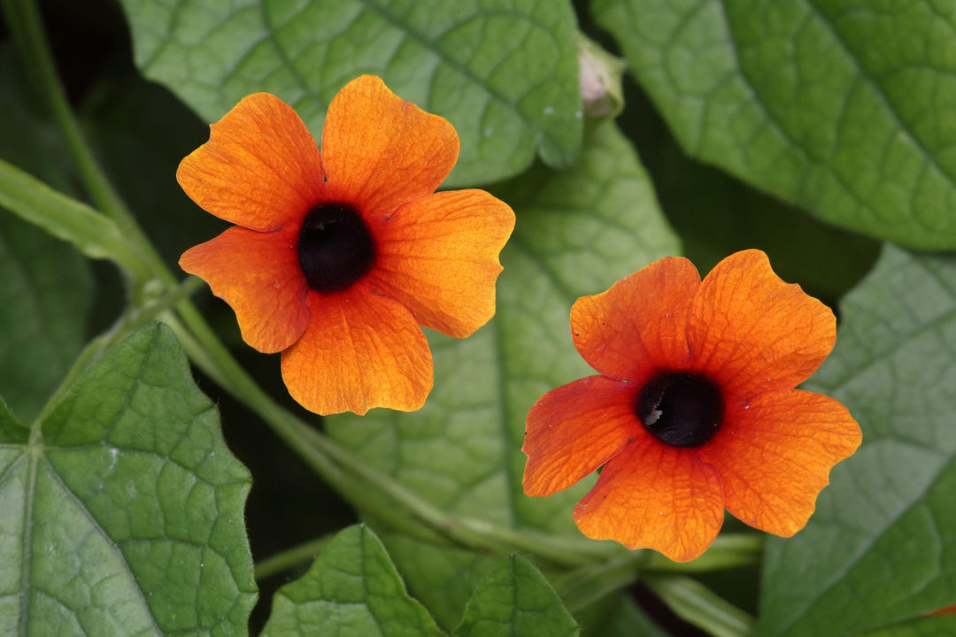 Thunbergia Black-eyed Susan Sunrise Mix Flower Seeds