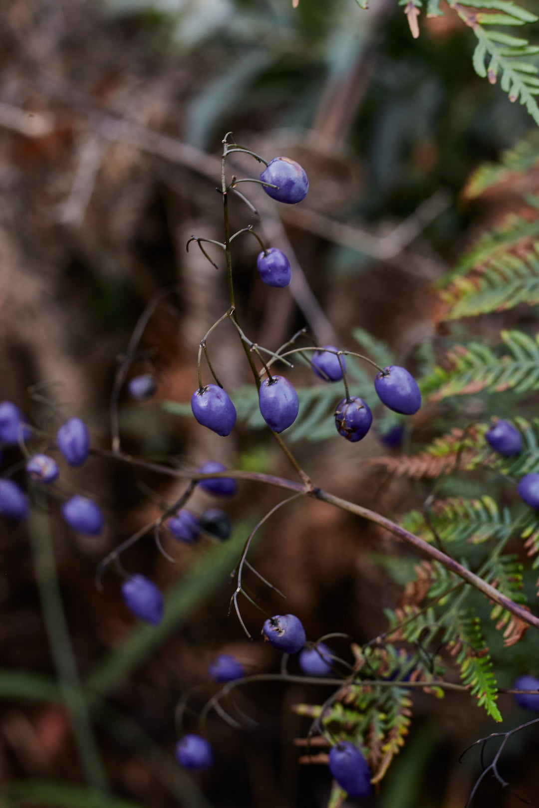 lue Flax Lily Dianella brevipedunculata Australian Native