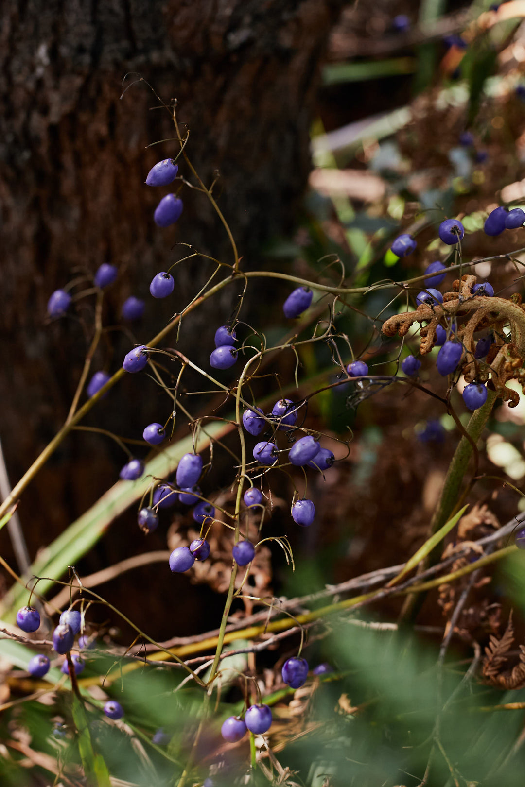 lue Flax Lily Dianella brevipedunculata Australian Native