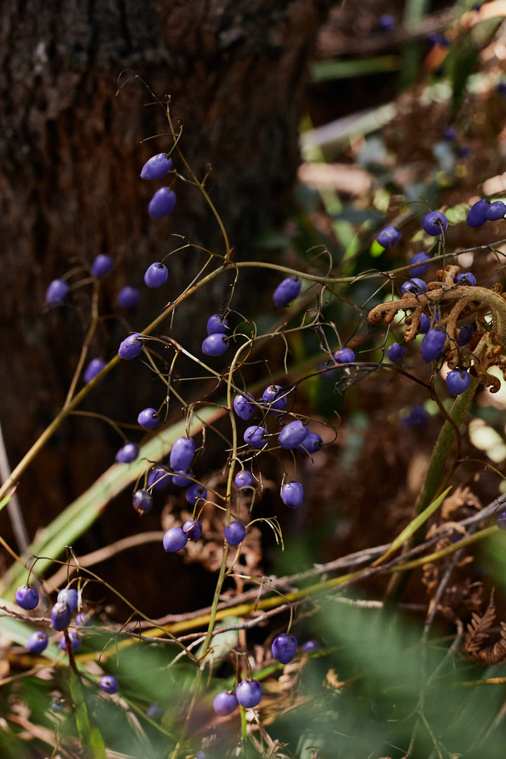 lue Flax Lily Dianella brevipedunculata Australian Native