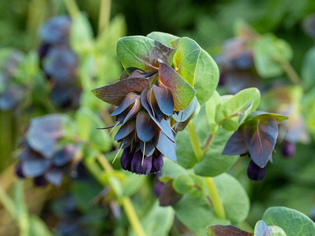 Cerinthe Purple Belle Honeywort Major Purpurescens Flower