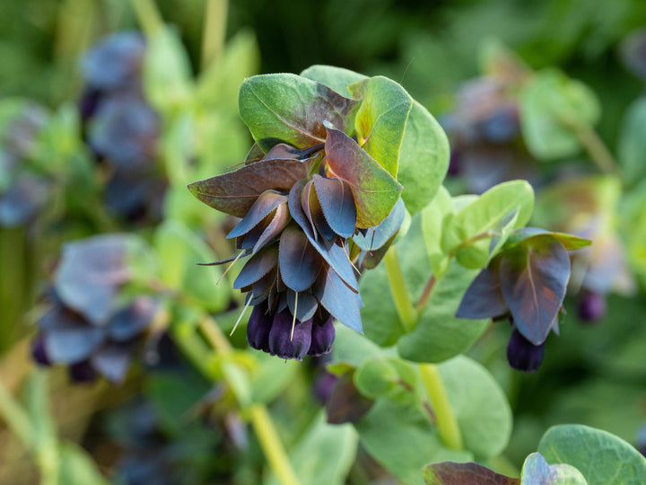 Cerinthe Purple Belle Honeywort Major Purpurescens Flower