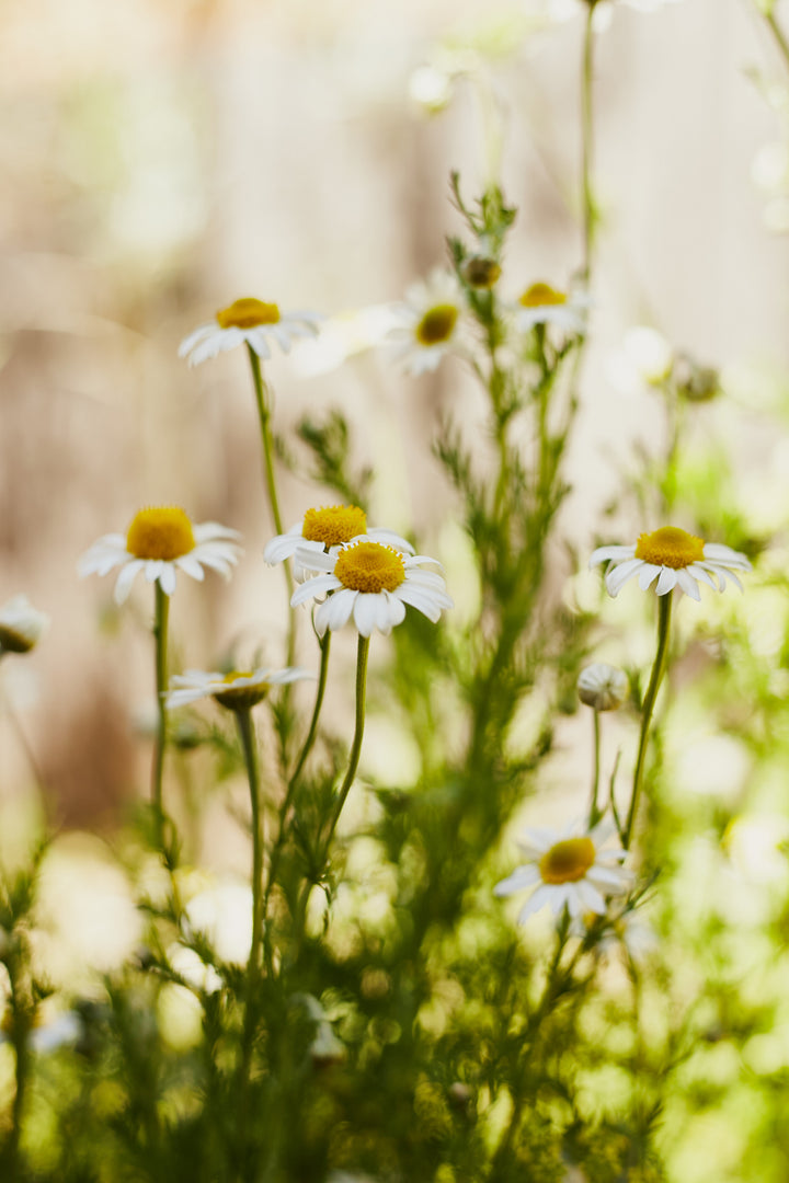 Chamomile German Flower | X 300 Seeds