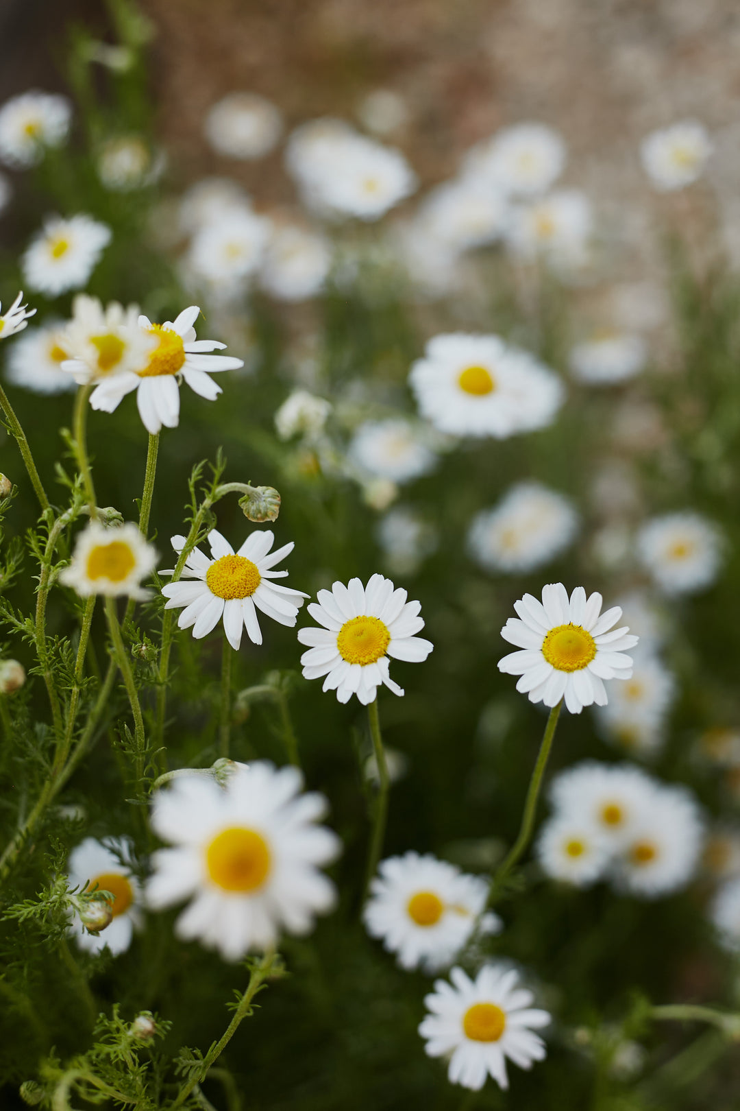 Chamomile German Flower | X 300 Seeds