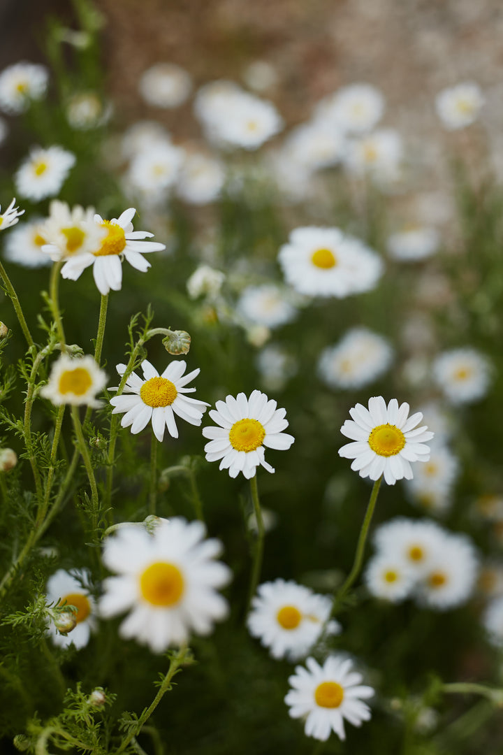 Chamomile German Flower | X 300 Seeds