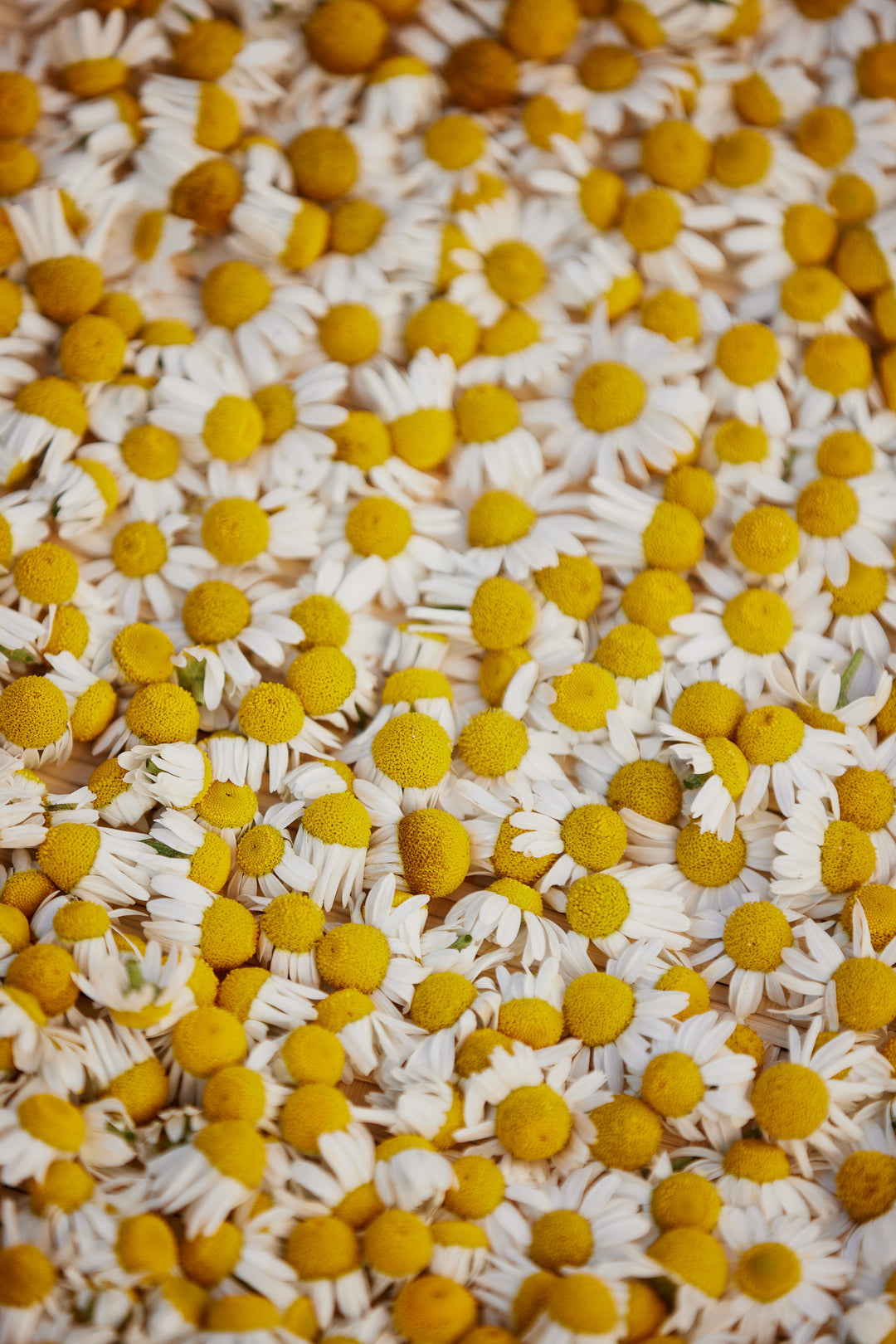 Chamomile German Flower | X 300 Seeds
