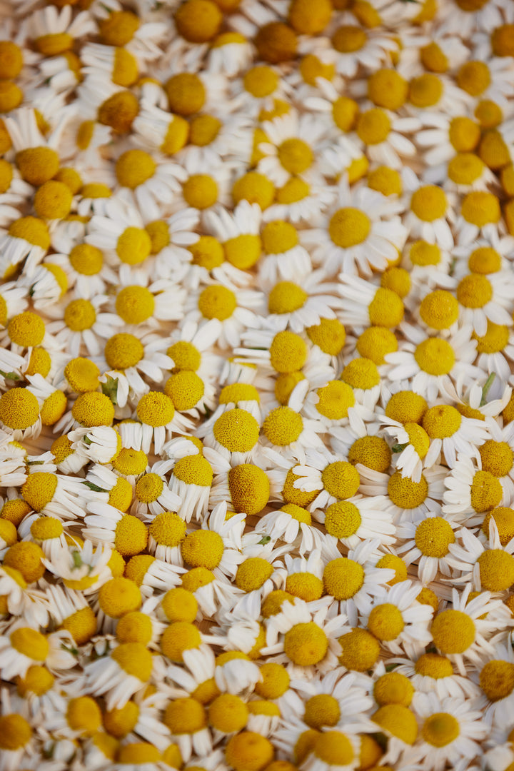 Chamomile German Flower | X 300 Seeds