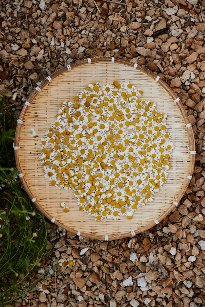 Chamomile German Flower | X 300 Seeds