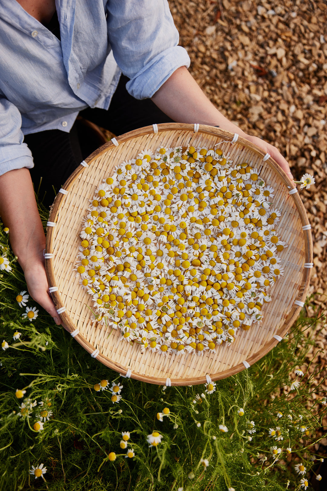 Chamomile German Flower | X 300 Seeds