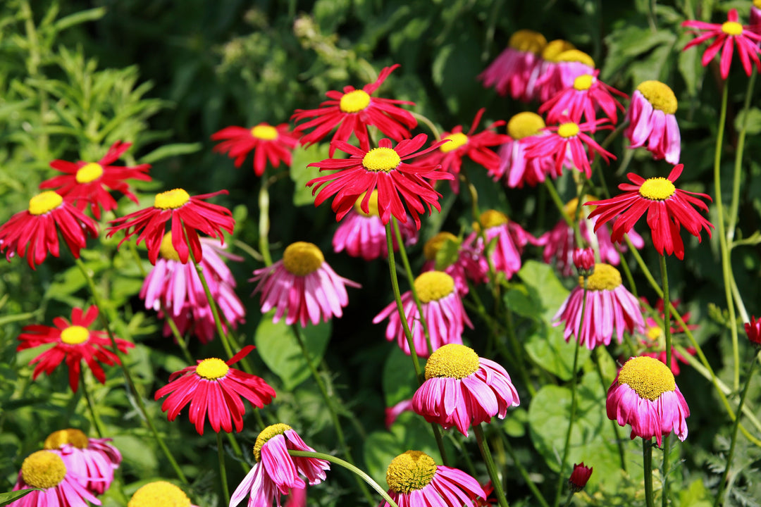 Chrysanthemum Pyrethrum Robinson Giant Mixed Flower
