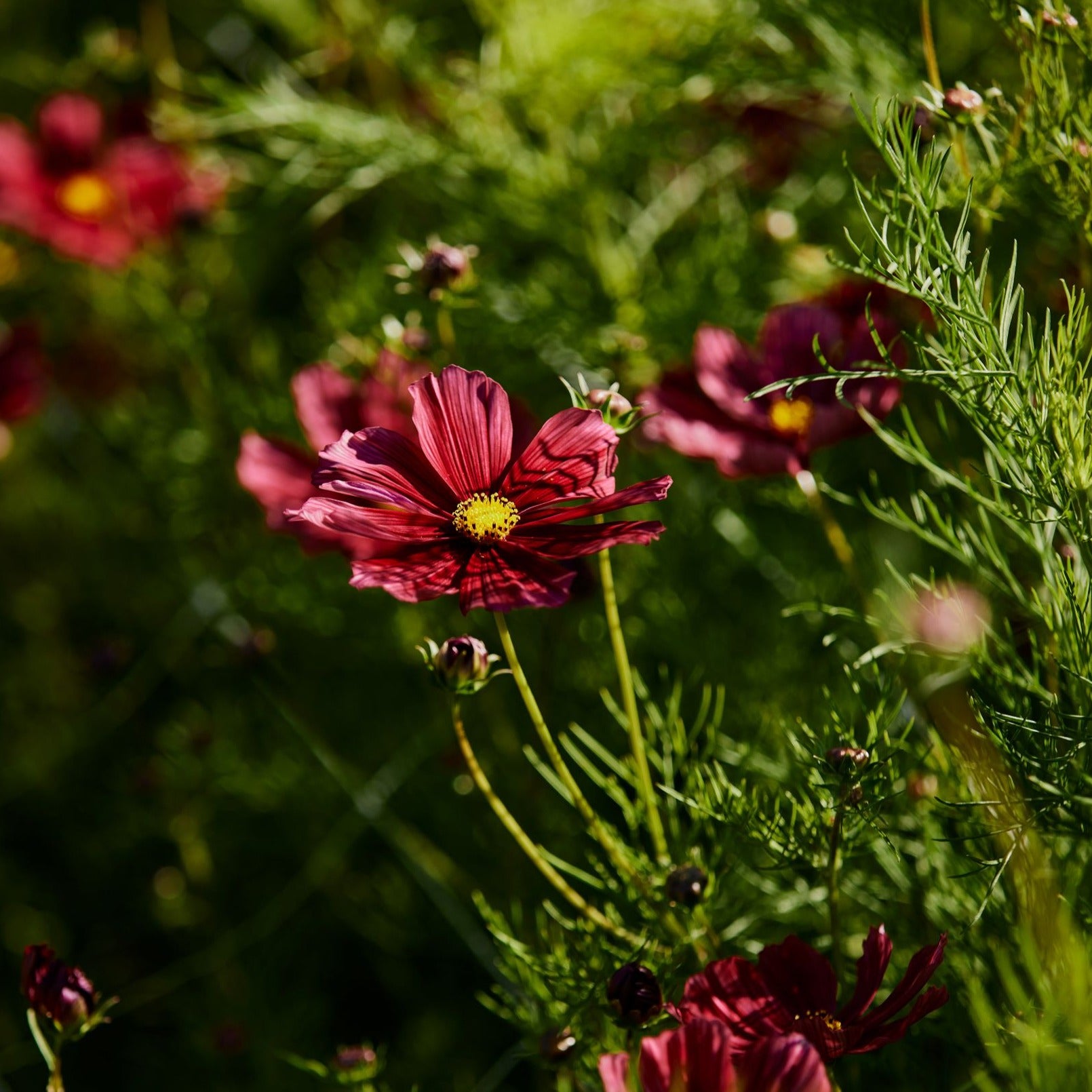 Cosmos Rubenza Flower X 30 Seeds Veggie & Flower Garden Seeds