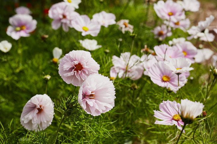 Cosmos Cupcake Blush Flower | X 30 Seeds