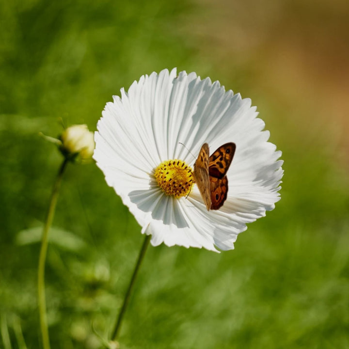 Cosmos Cupcake White Flower | X 30 Seeds