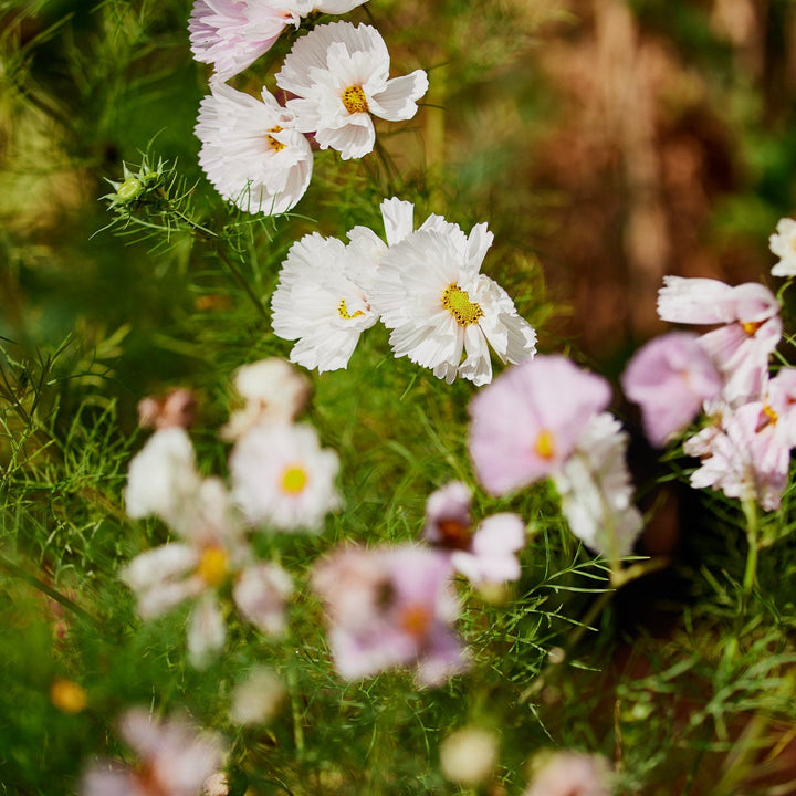 Cosmos Cupcake Mix Flower | X 30 Seeds