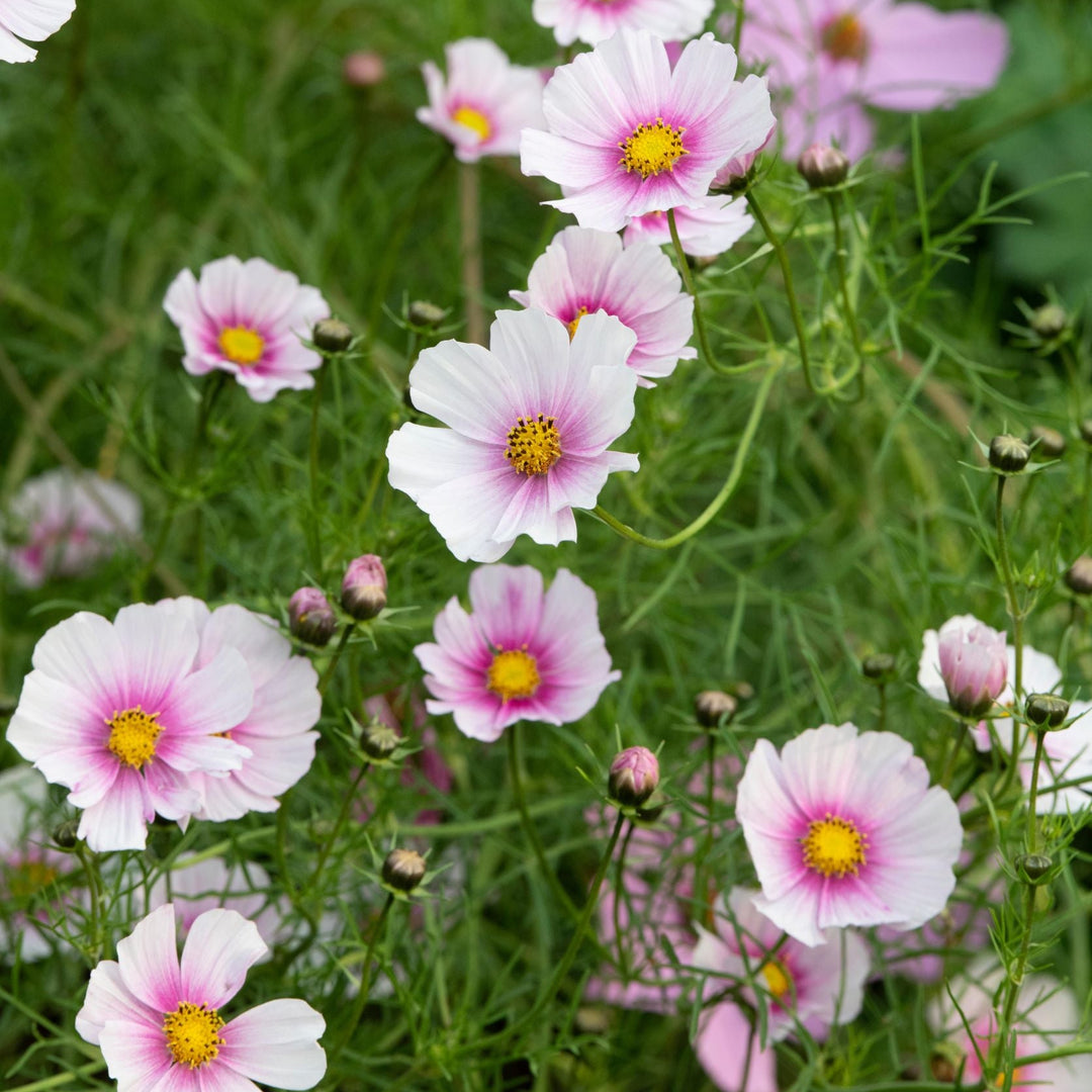 Cosmos Daydream Flower Seeds