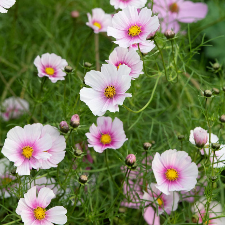 Cosmos Daydream Flower Seeds