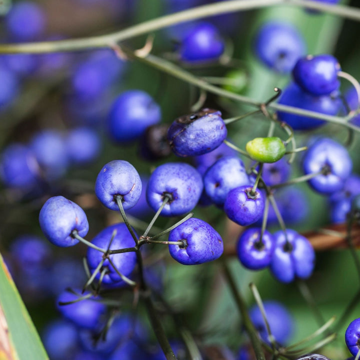 lue Flax Lily Dianella brevipedunculata Australian Native