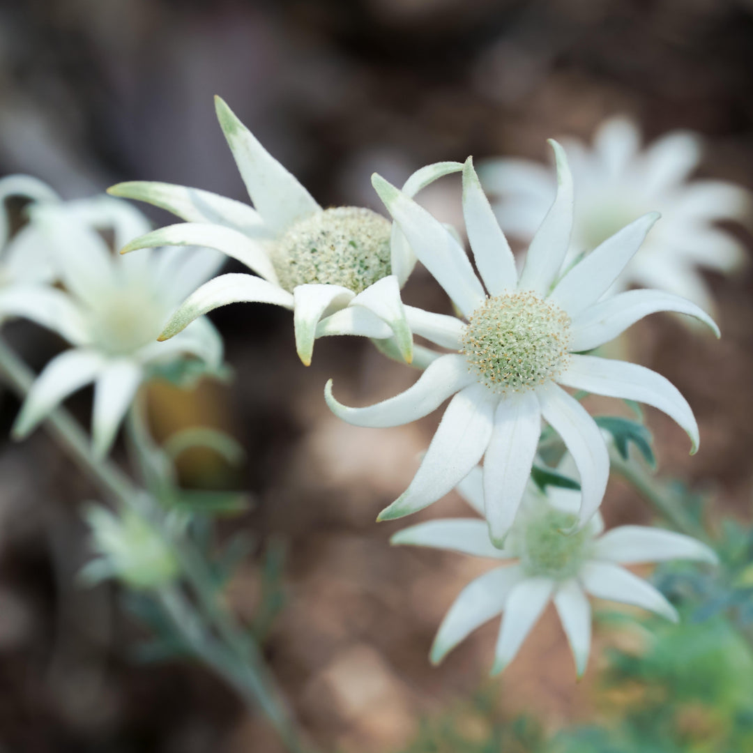 Fresh Wild Flannel Flower Packs Australian Native | X 50 Seeds