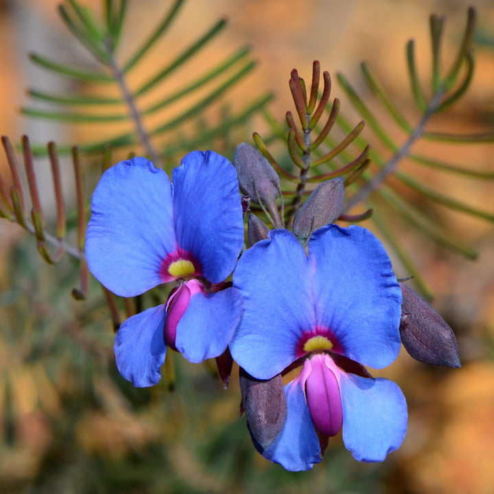 Dainty Pea Gompholobium cyaninum Australian Native | X 15 Seeds
