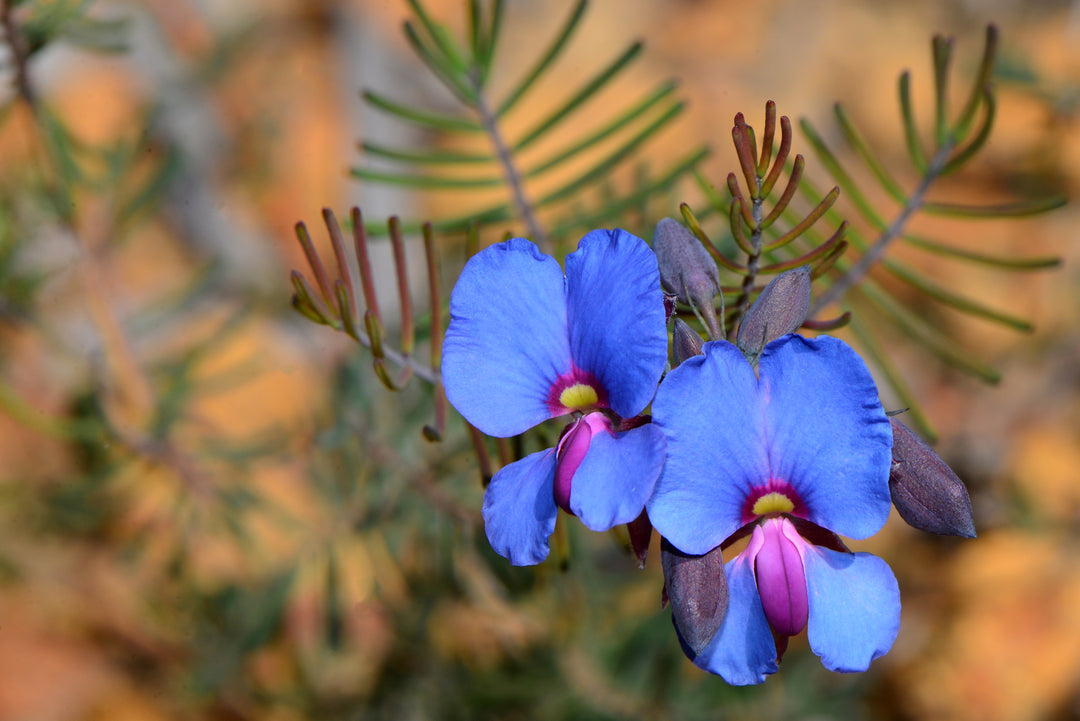 Dainty Pea Gompholobium cyaninum Australian Native | X 15 Seeds