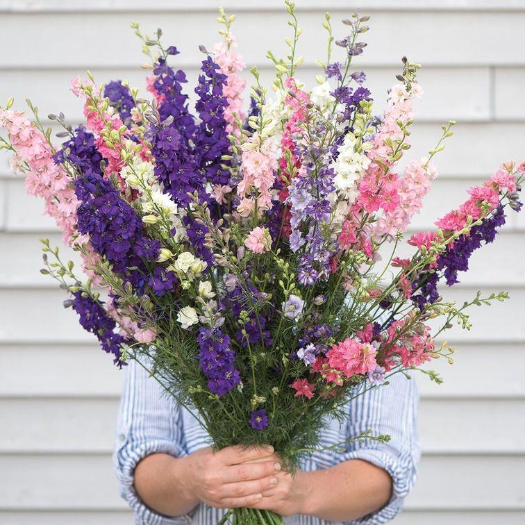 Larkspur Imperial Mix Flower Seeds
