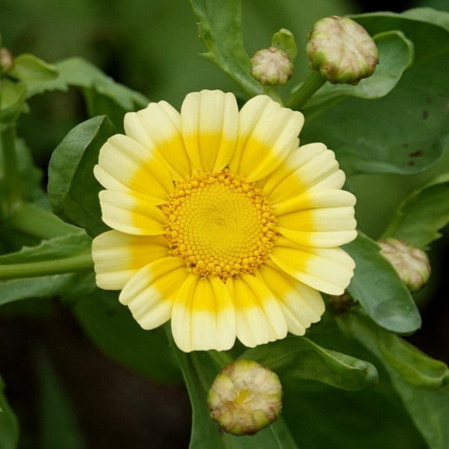 chrysanthemum plant seeds Garland Large Leaved Edible Chrysanthemum Flower