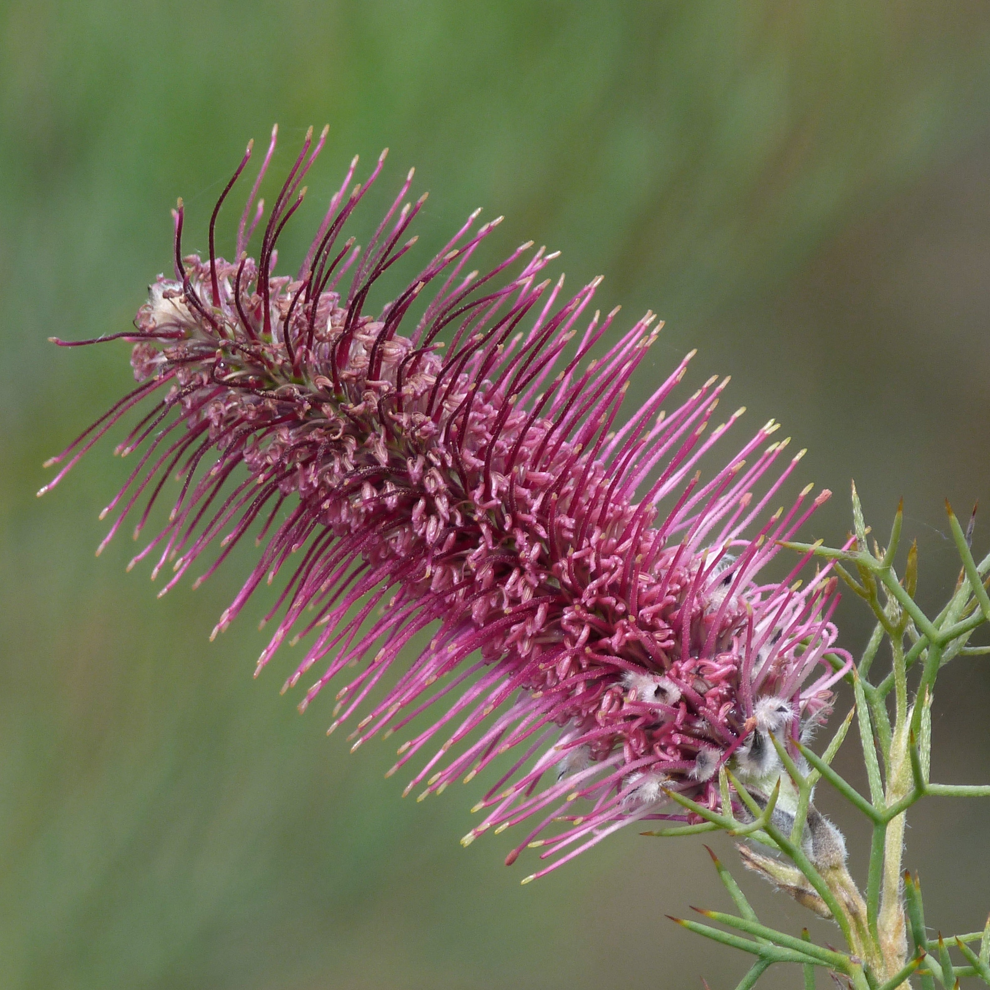 Bottle Brush Tree or Shrub - Anne of Green Gardens