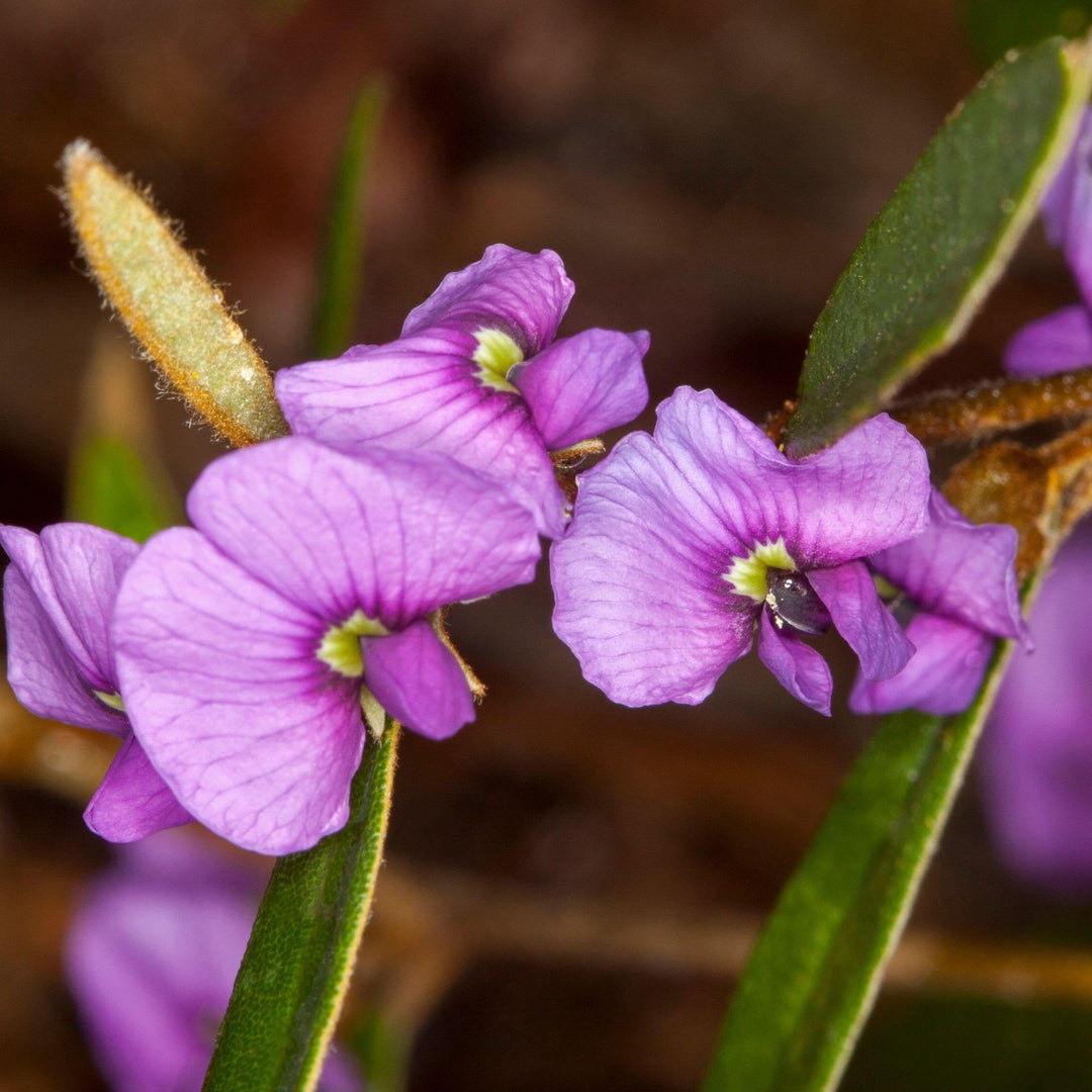 Hovea acutifolia Pointed leaf Hovea Australian Native Seeds