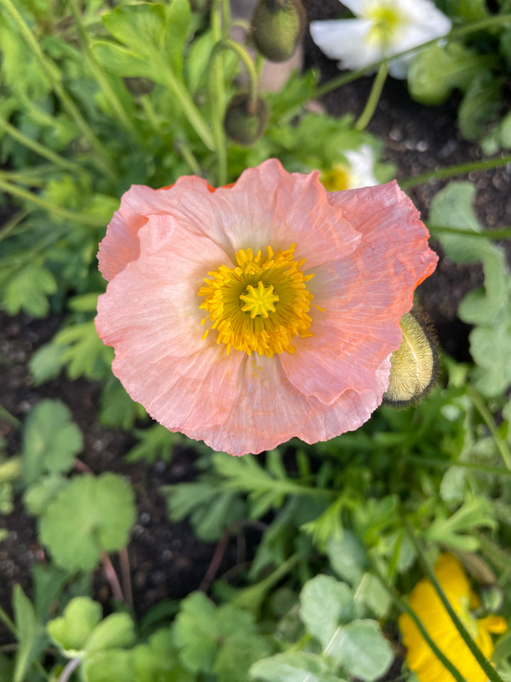 Poppy Icelandic Victory Giant Mixed Flower Seeds