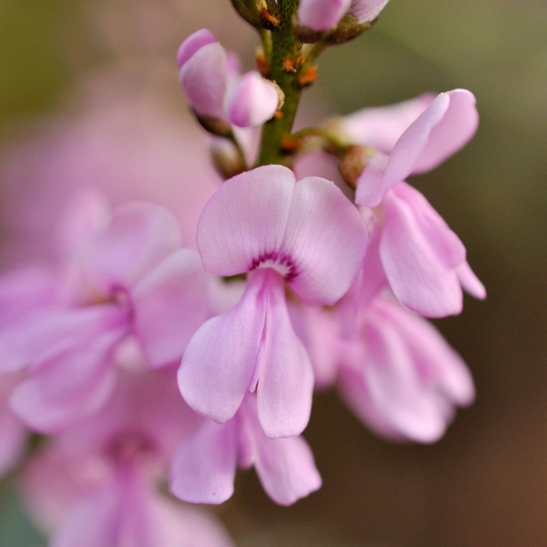 Indigofera Australis Australian Native Shrub