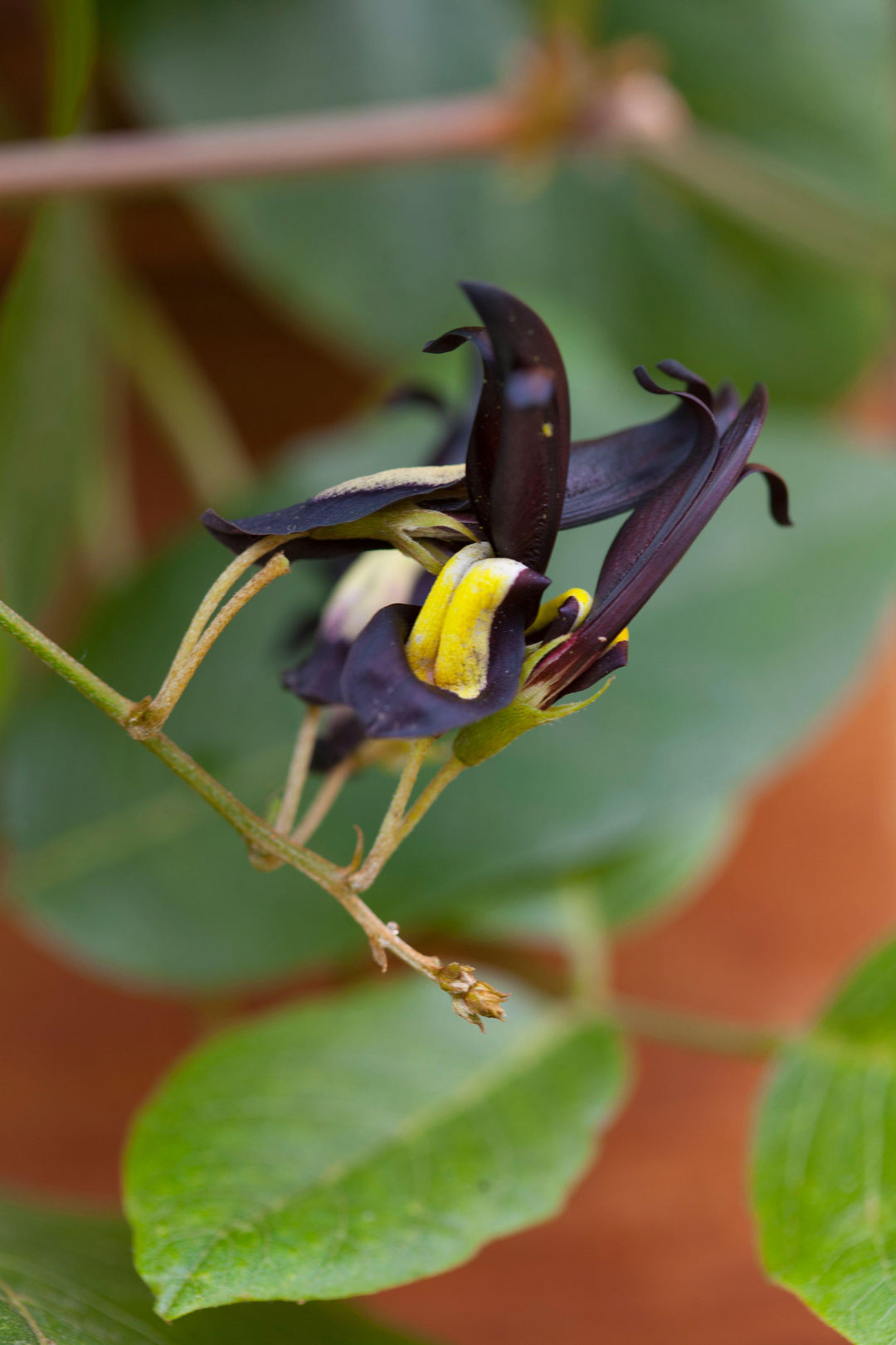 Kennedia Nigricans Black Coral Pea 