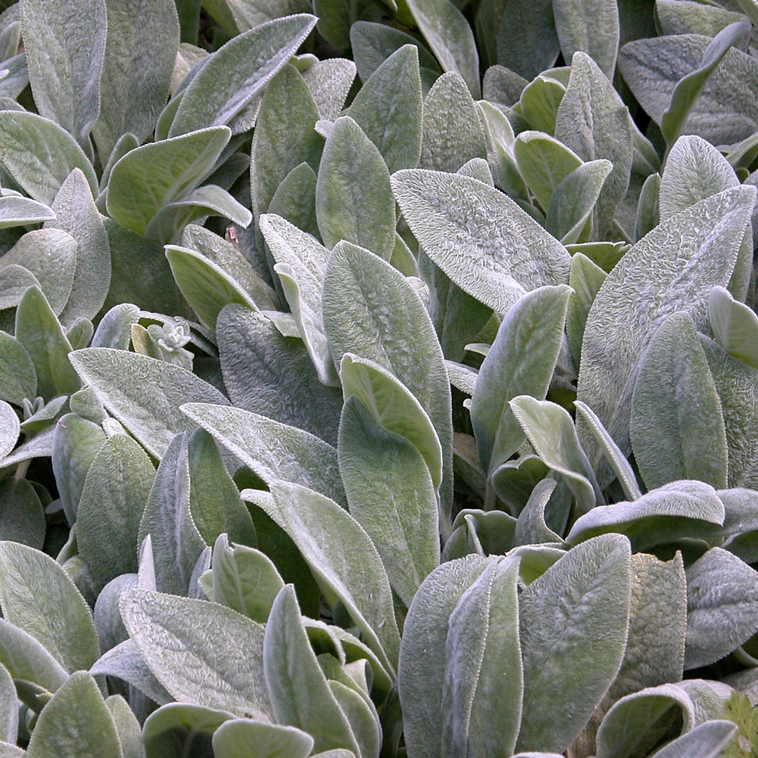 Lamb's Ear Deep Rose