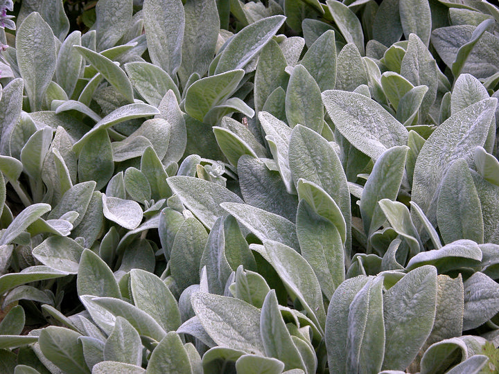Lamb's Ear Deep Rose