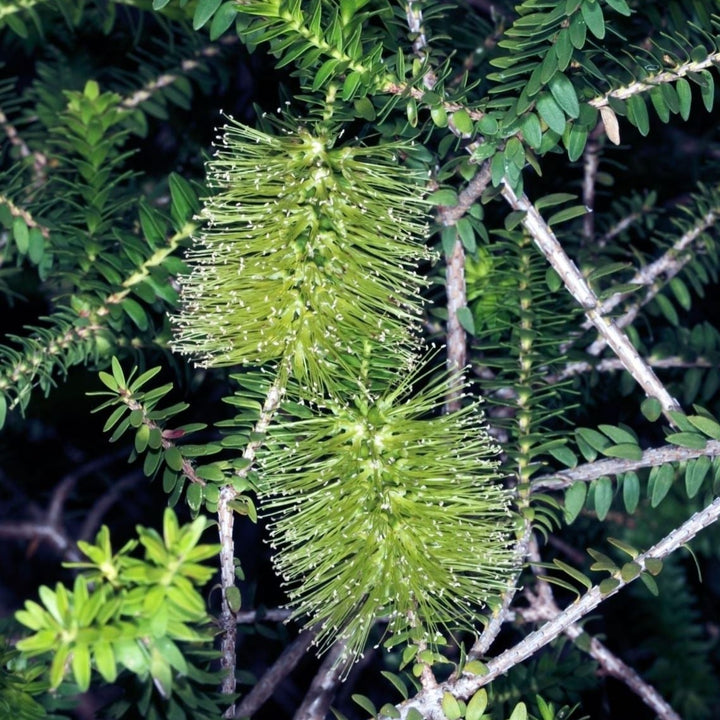 Green Honey Myrtle Melaleuca diosmifolia Australian Native | X 500 Seeds (NOT TO WA)