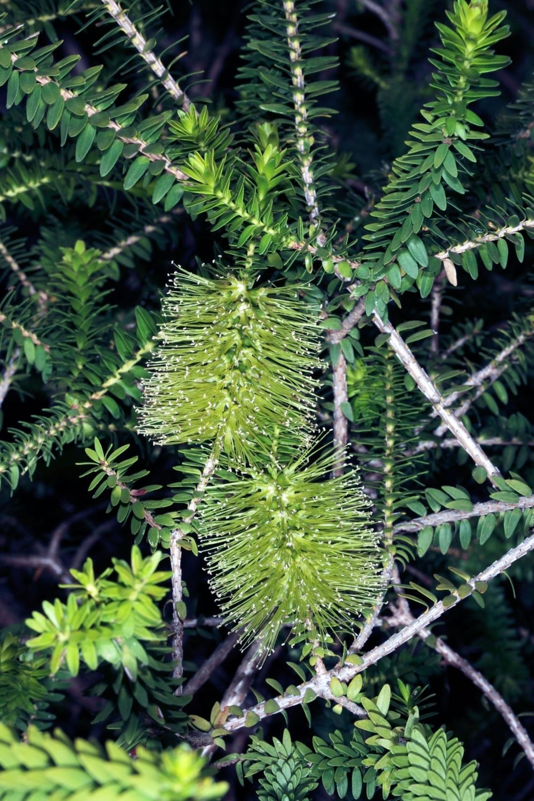 Green Honey Myrtle Melaleuca diosmifolia Australian Native | X 500 Seeds (NOT TO WA)