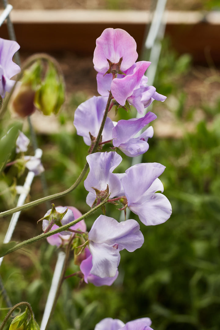 Sweet Pea Elegance Lavender