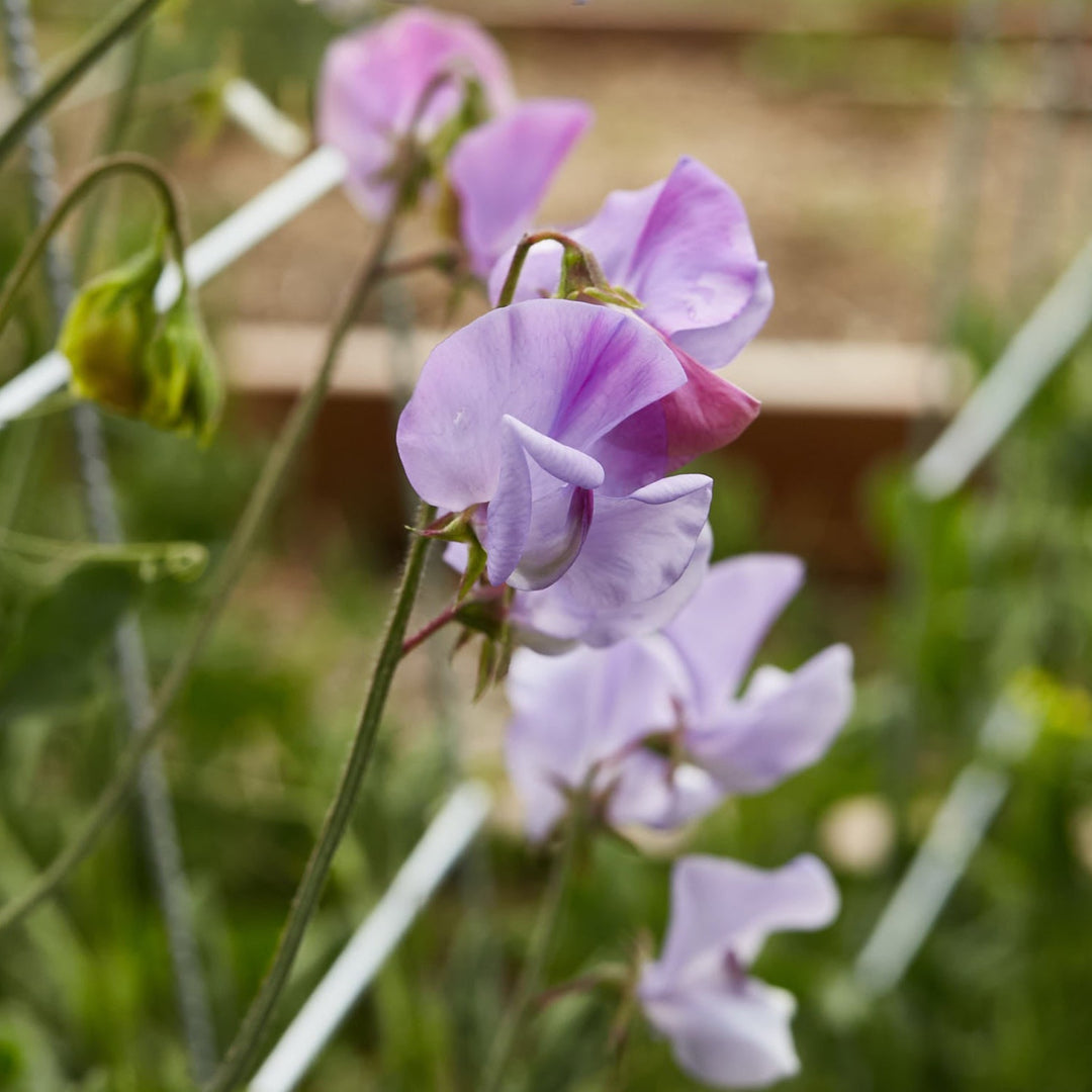 Sweet Pea Elegance Lavender